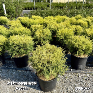 September 2025 5g Lemon Thread Cypress Group Website